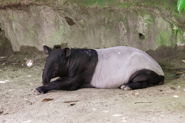 istock Malayan tapir (Tapirus indicus), a wildlife animal resting 1045017568