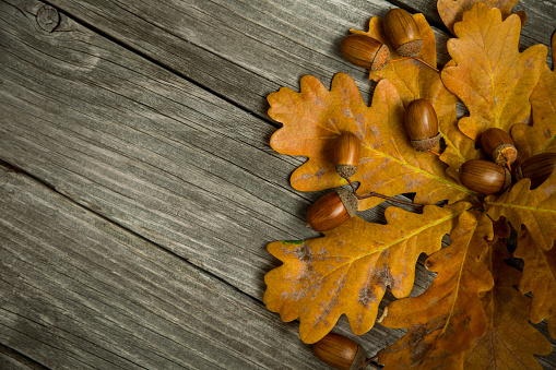 A branch of oak autumn leaves with acorns on a wooden background. Background, texture, concept.