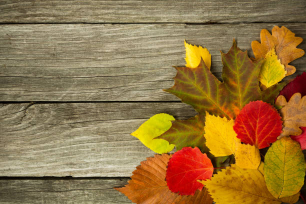 istock Multicolored different autumn leaves on a wooden background. Background, texture, concept. 1045021746