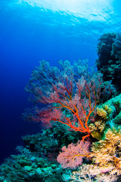 Colorful, picturesque coral reef at the bottom of tropical sea, hard corals, underwater landscape