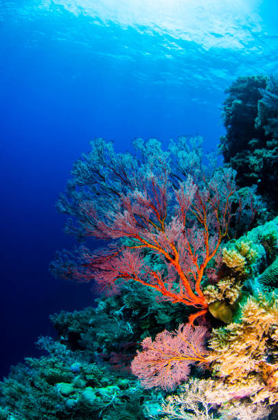Seascape in Palau A Sea Fan İn Palau palau stock pictures, royalty-free photos & images