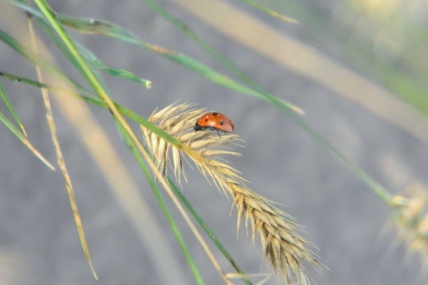 istock The ladybug sits on a yellow spikelet. 1045023892