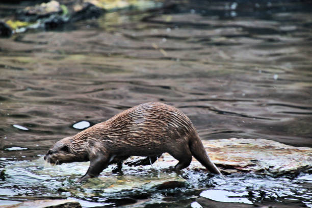 istock A view of an Otter 1045029586