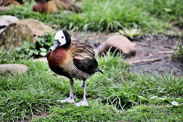 istock A view of a Whistling Duck 1045029650