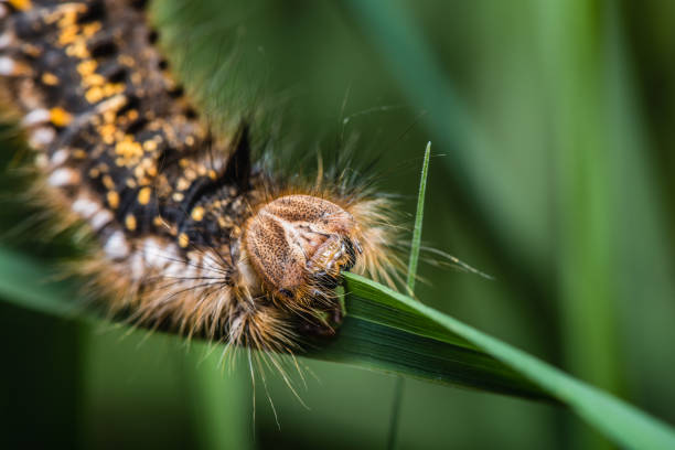 istock A large hairy colorful caterpillar 1045029752