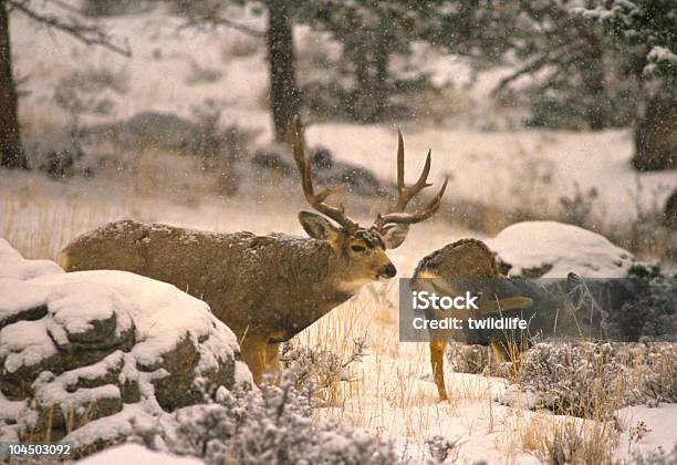 Ciervo Mulo Buck And Doe En Snowstorm Foto de stock y más banco de imágenes de Aire libre - Aire libre, Animal, Animales salvajes