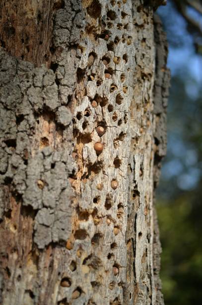 istock holes in tree made by an acorn woodpecker 1045032672