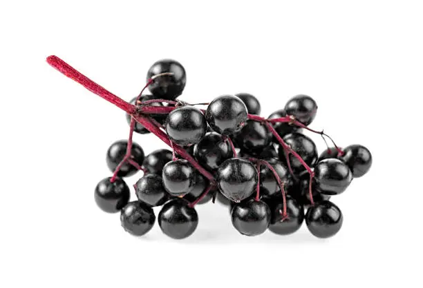 Elderberries with twig isolated on white background