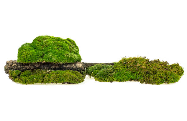 istock Green moss and rotten branch isolated on white background 1045033232