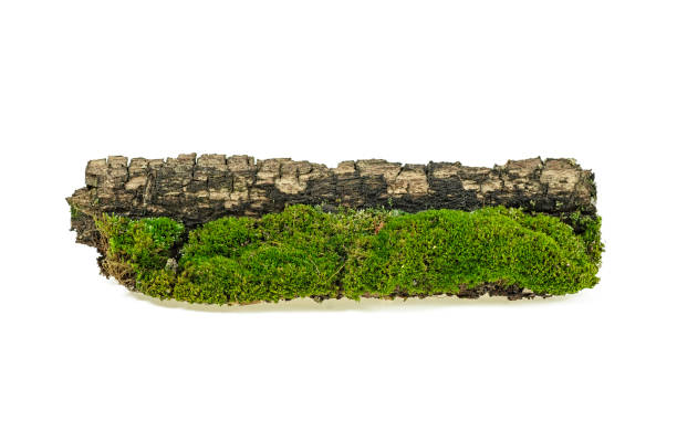 Moss on a wooden stump isolated on white background