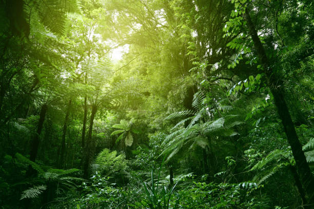 Canopy of jungle Sunlit tree canopy in tropical jungle tropical rainforest stock pictures, royalty-free photos & images