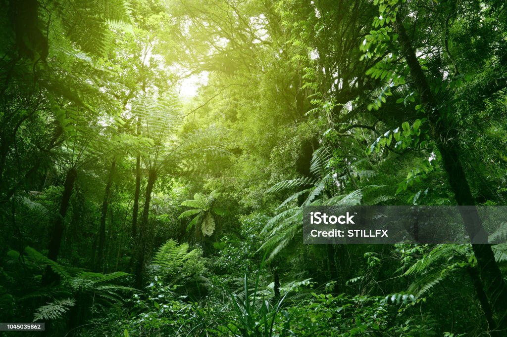 Orman gölgelik - Royalty-free Yağmur ormanı Stok görsel