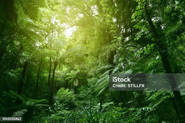 Orman Gölgelik Stok Fotoğraflar & Yağmur ormanı‘nin Daha Fazla Resimleri - Yağmur ormanı, Orman, Yeni Zelanda