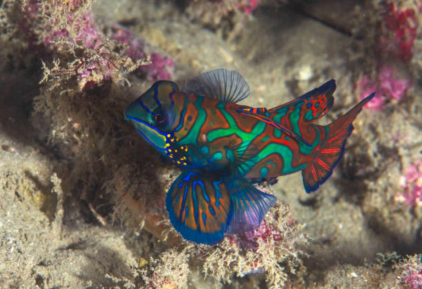 istock Male Mandarinfish 1045038750