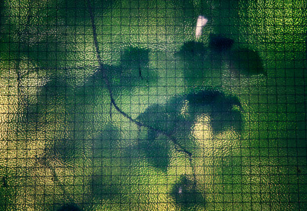 Abstract photo of green leaves behind armed glass in a workshop on Bornholm.