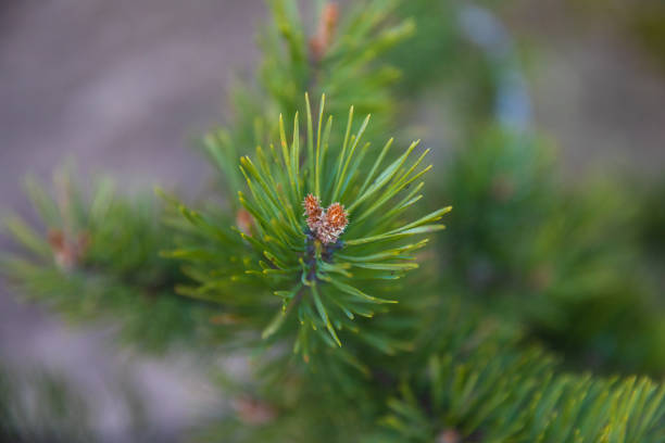 istock branch fir-tree green or pine 1045045560
