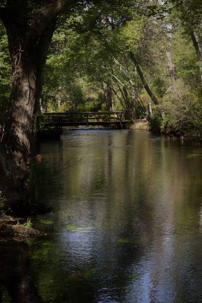 istock Lake in the forest with footbridge 1045045822