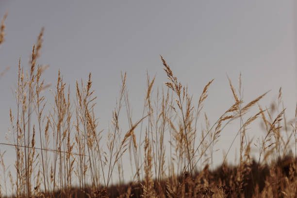 istock Field of barley in the sunlight 1045049012