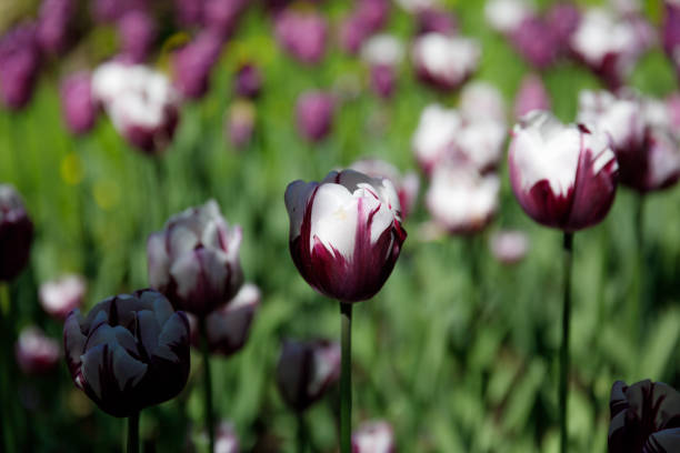 Tulips under the sunshine
