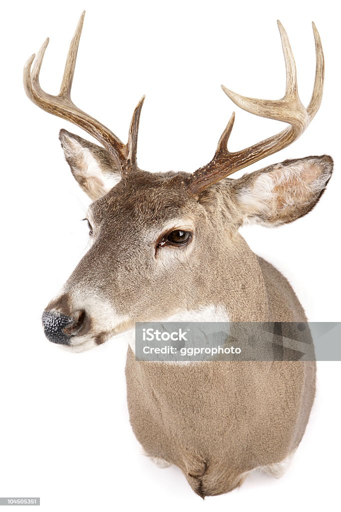 Cerf Buck - Photo de Famille du cerf libre de droits