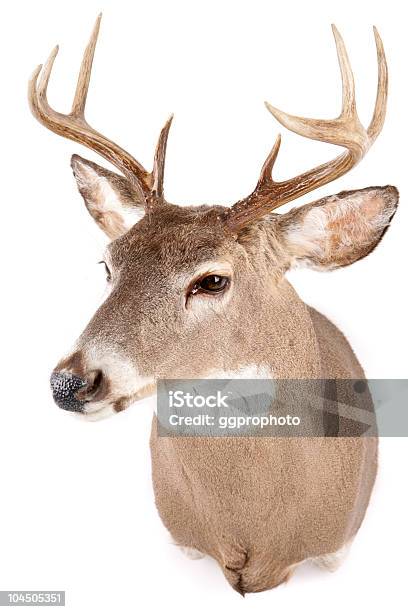 Photo libre de droit de Cerf Buck banque d'images et plus d'images libres de droit de Famille du cerf - Famille du cerf, Taxidermie, Cerf de Virginie