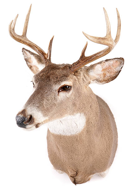 Close-up of a deer buck's head with small antlers A white-tailed deer buck isolated on white. taxidermy stock pictures, royalty-free photos & images