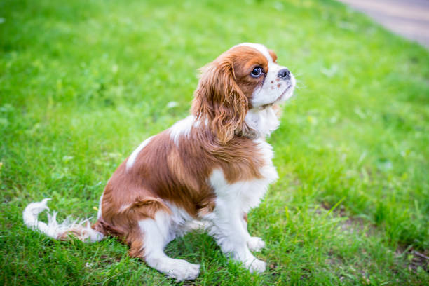 istock A beautiful little dog breeds a spaniel sitting on a green meadow. Horizontal frame 1045053628