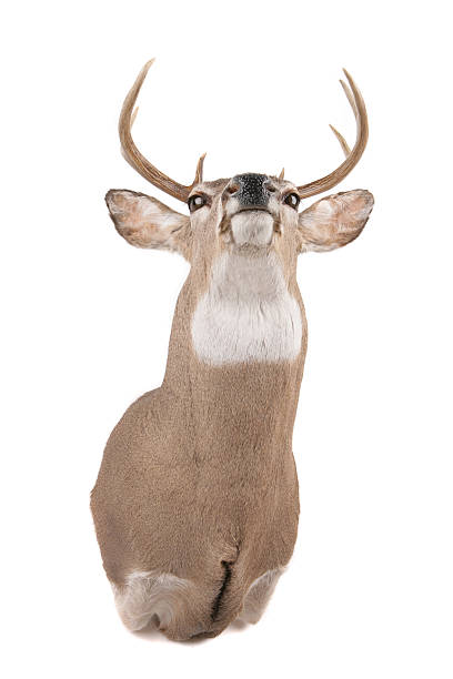 istock Deer head from the bottom of jaw 104505398