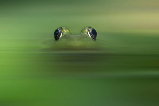 Green Frog camouflage in water