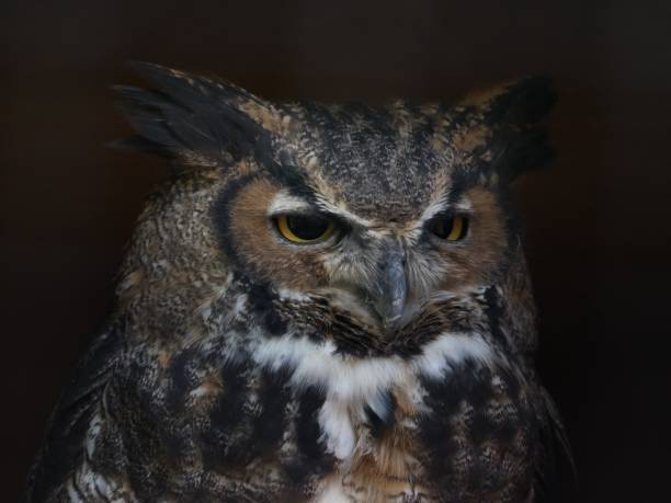 istock Great Horned Owl portrait 1045058838