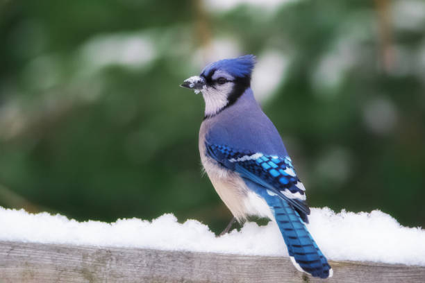 istock Closeup of Blue Jay in snow 1045058848