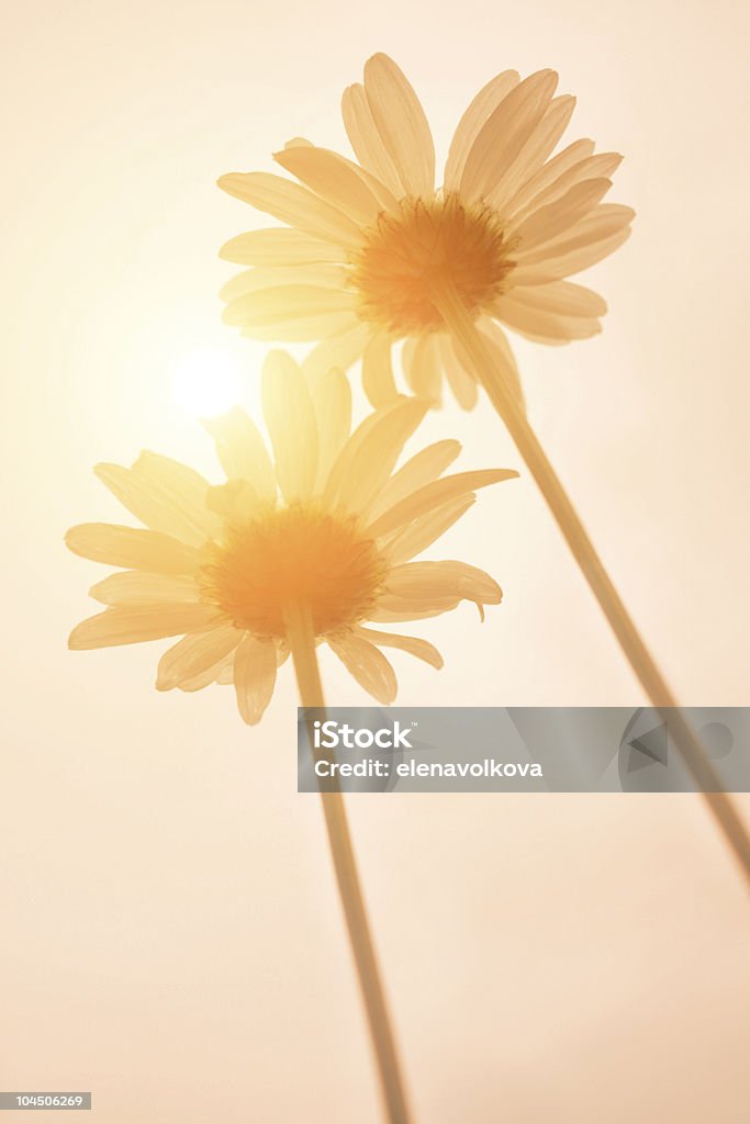 Amanecer y daisies. - Foto de stock de Aire libre libre de derechos