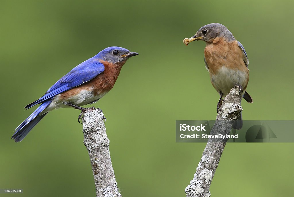 Par de Eastern Bluebirds - Foto de stock de Azulejo - Pájaro libre de derechos