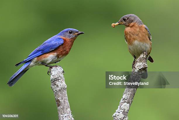 Par De Eastern Bluebirds Foto de stock y más banco de imágenes de Azulejo - Pájaro - Azulejo - Pájaro, Gorrión cantor, Aire libre