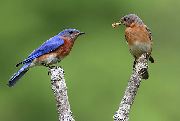 istock Pair of Eastern Bluebirds 104506301