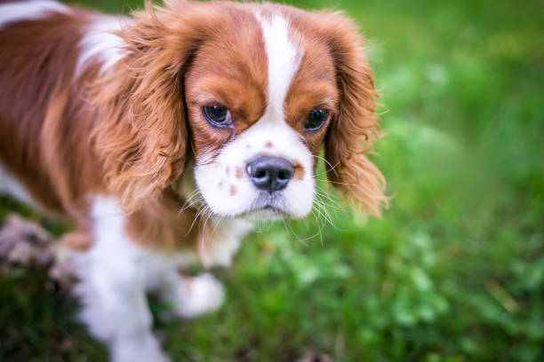 istock A beautiful little dog breeds a spaniel standing on a green meadow. Horizontal frame 1045063962
