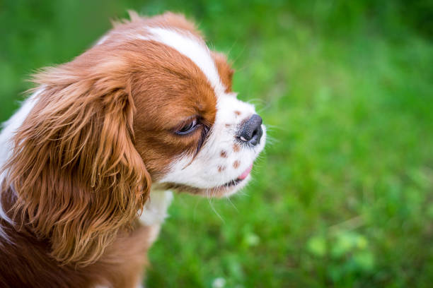 istock A beautiful little dog breeds a spaniel standing on a green meadow. Horizontal frame 1045064066