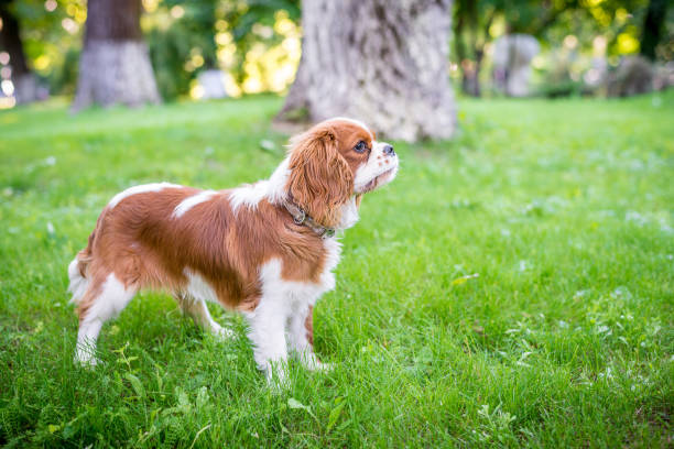 istock A beautiful little dog breeds a spaniel standing on a green meadow. Horizontal frame 1045066544