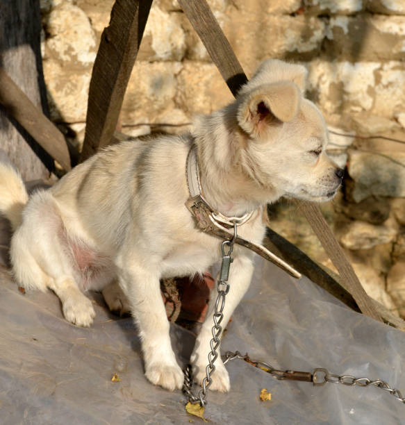 istock Little white doggy ... 1045066768