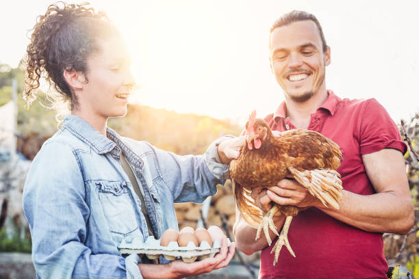 Happy couple of agriculturist picking up fresh eggs in henhouse farm at sunset - Young farmers working in the factory house - Concept of people grower breeding production, vegetarian and agriculture feliz pareja de agricultor recogiendo huevos frescos en el gallinero de la granja al atardecer - jóvenes agricultores que trabajan en la casa de la fábrica - concepto de cultivador de gente vegetariana, la agricultura y la producción de cría