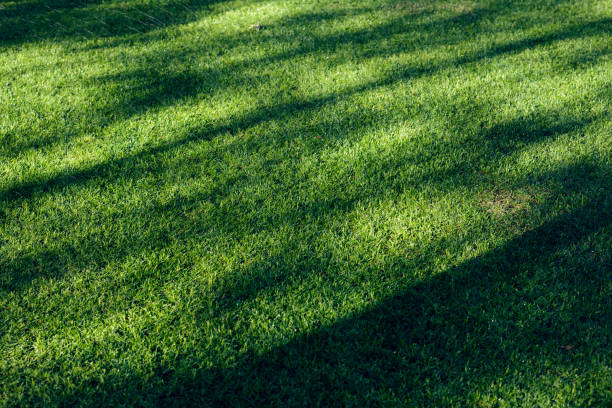 istock field of fresh green grass texture as a background, 1045071898