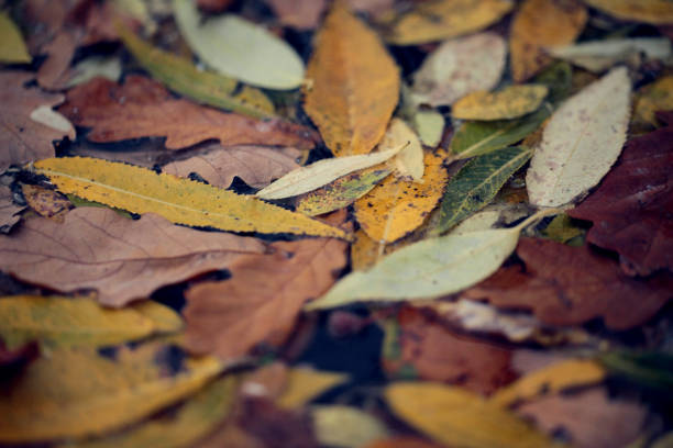 istock background of multicolored leaves on water 1045071966
