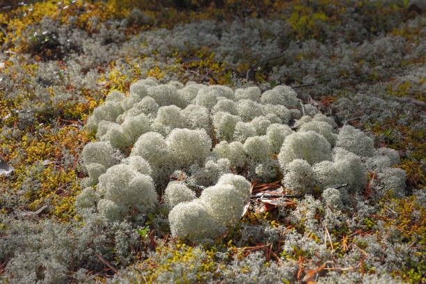 Nature Backgrounds. Natural Mountain White Moss Closeup Background.