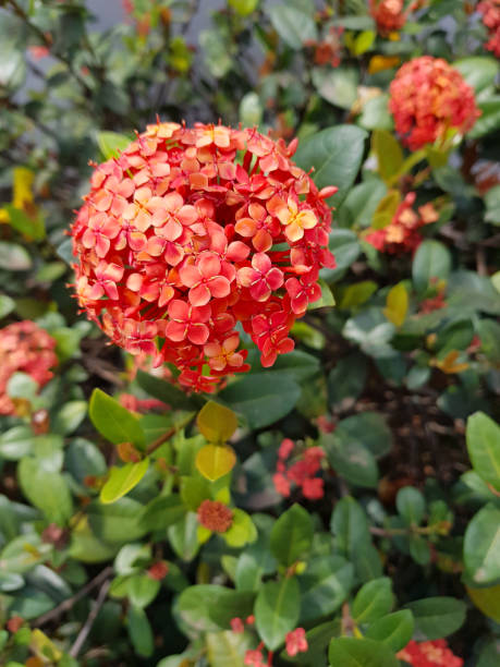 istock Orange and red color flower 1045079842