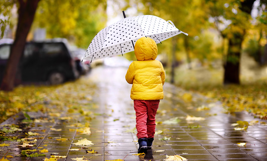 Little child walking in the city park at rainy autumn day. Toddler boy with umbrella for fall weather