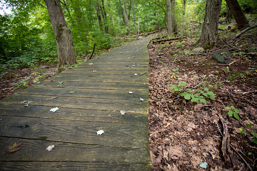 Boardwalk trail leading  in to the woods. Image shot with Canon 5D Mark 4, EF 17-40mm f/4L USM lens.