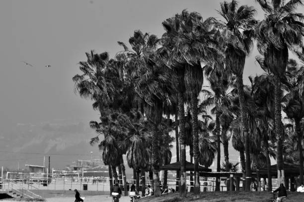 istock California Love 1045090004