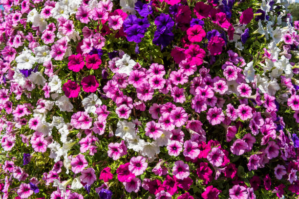 Background of blooming petunia surfinia in Switzerland Background of blooming petunia surfinia, Switzerland. image created 21st century multi colored arrangement outdoors stock pictures, royalty-free photos & images