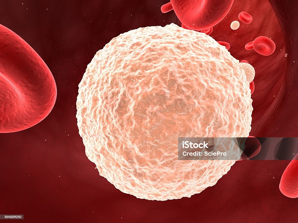 Glóbulos blancos (white blood cell) - Foto de stock de Glóbulo blanco libre de derechos