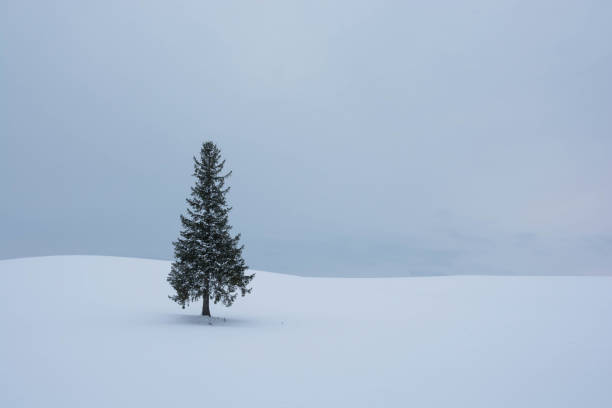 istock Pine trees on the snowy field in Biei 1045092200